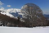 35_Faggio secolare e Grem